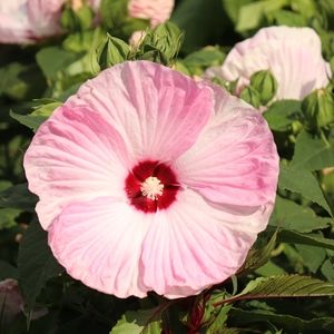 Have a beautiful day everyone